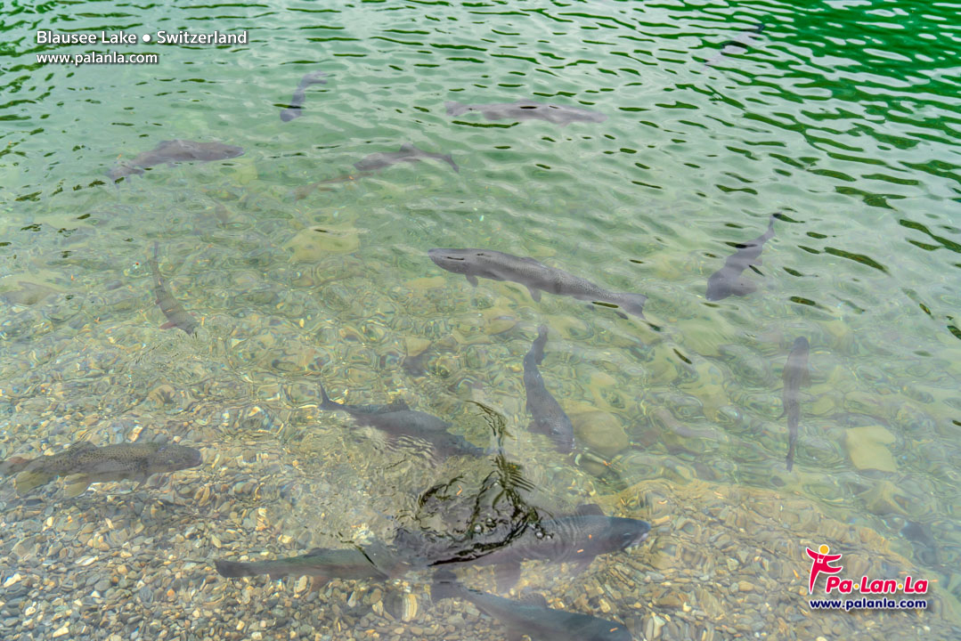 Blausee Lake