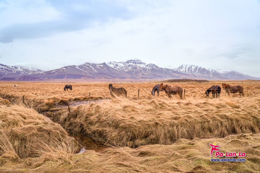 ม้าพันธุ์ไอซ์แลนดิก