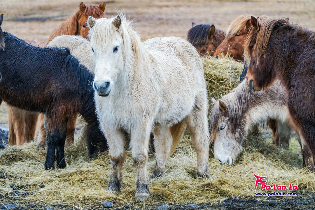 ม้าพันธุ์ไอซ์แลนดิก