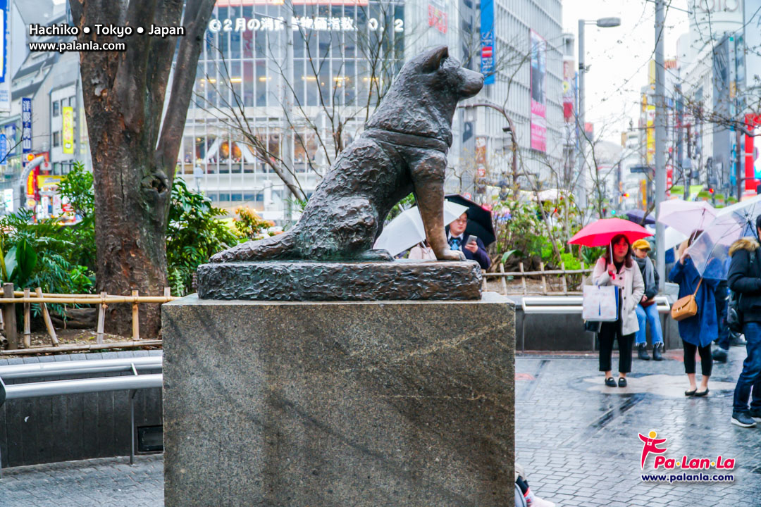 Hachiko