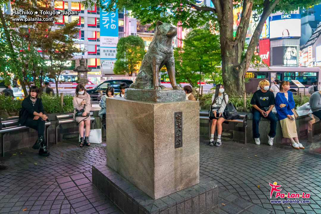 Hachiko