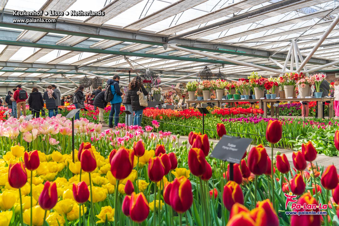 Keukenhof
