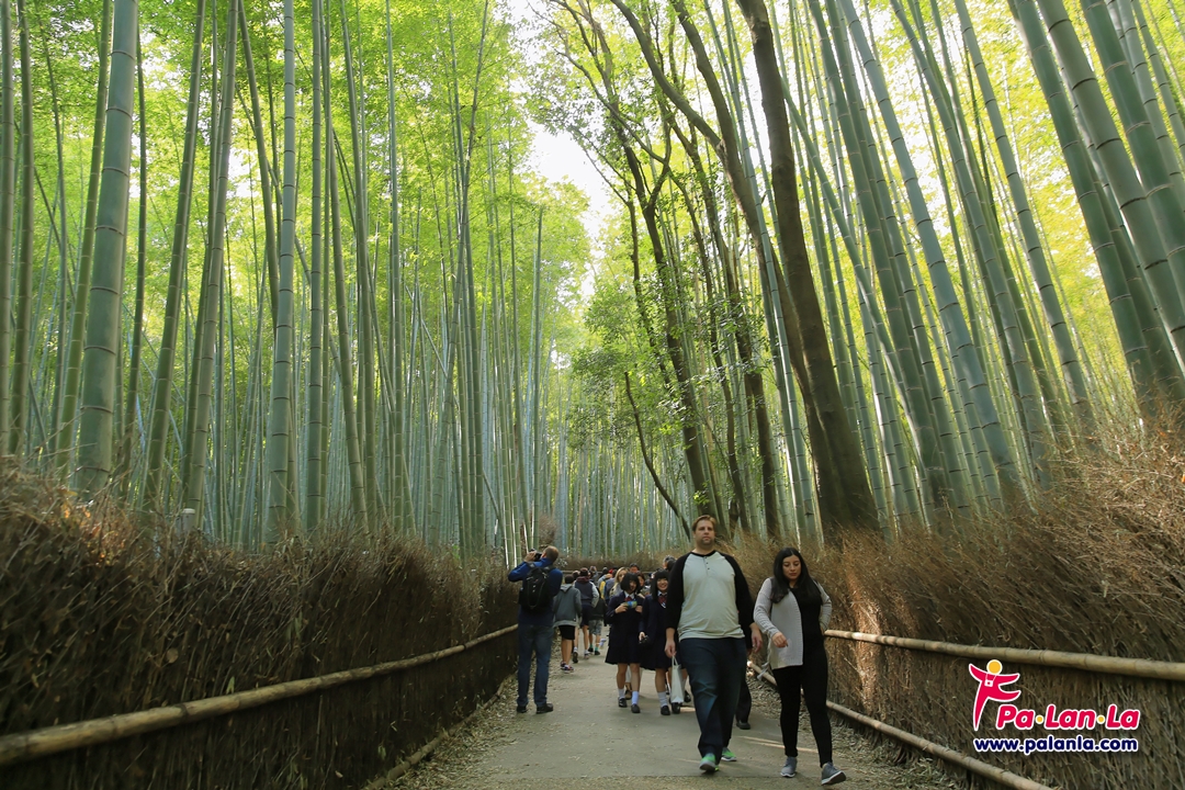 Path of Bamboo