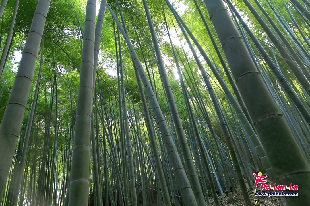 Path of Bamboo