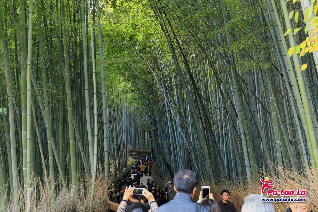 Path of Bamboo