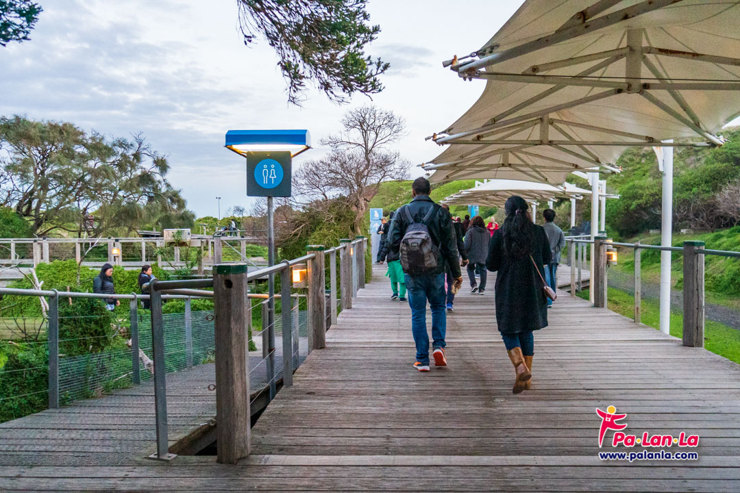 Penguin Parade at Phillip Island