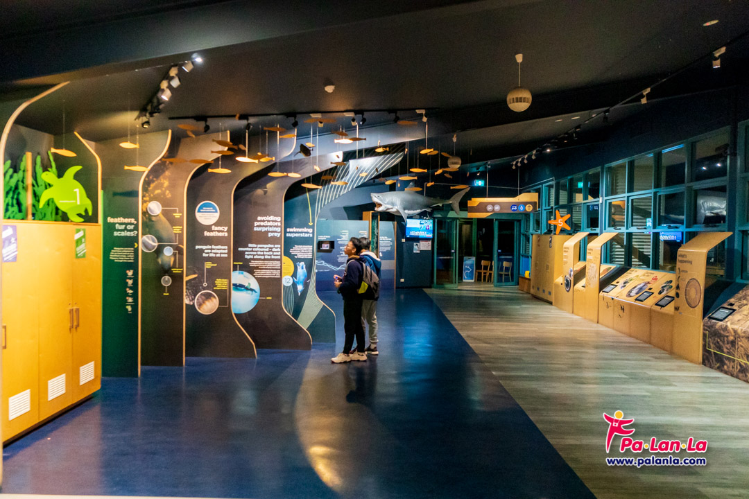 Penguin Parade at Phillip Island