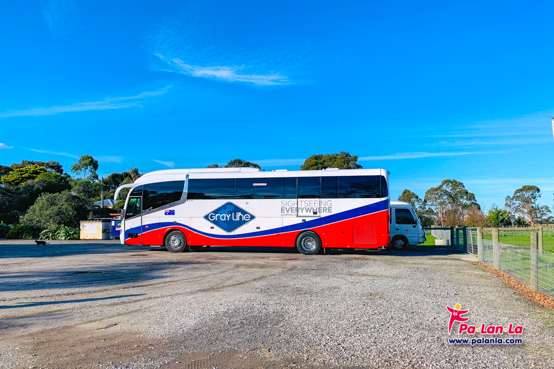 Penguin Parade at Phillip Island