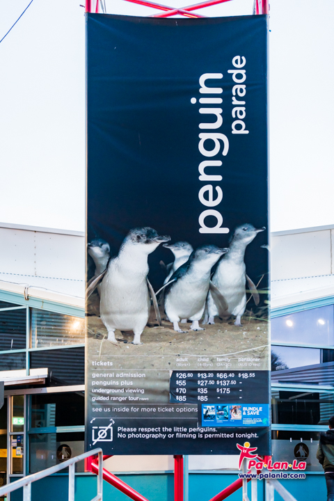 Penguin Parade at Phillip Island