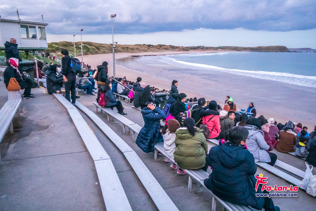 Penguin Parade at Phillip Island