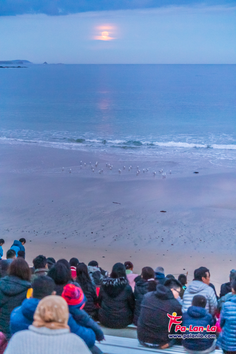 Penguin Parade at Phillip Island