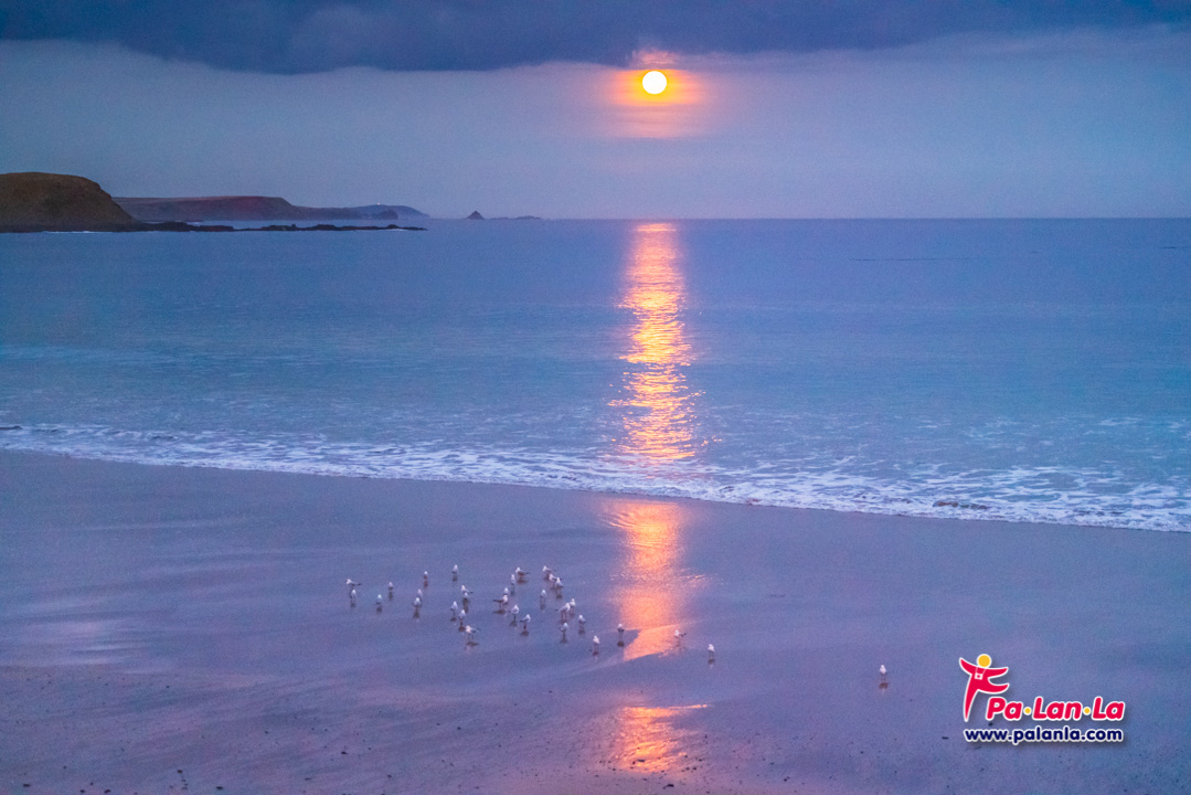 Penguin Parade at Phillip Island