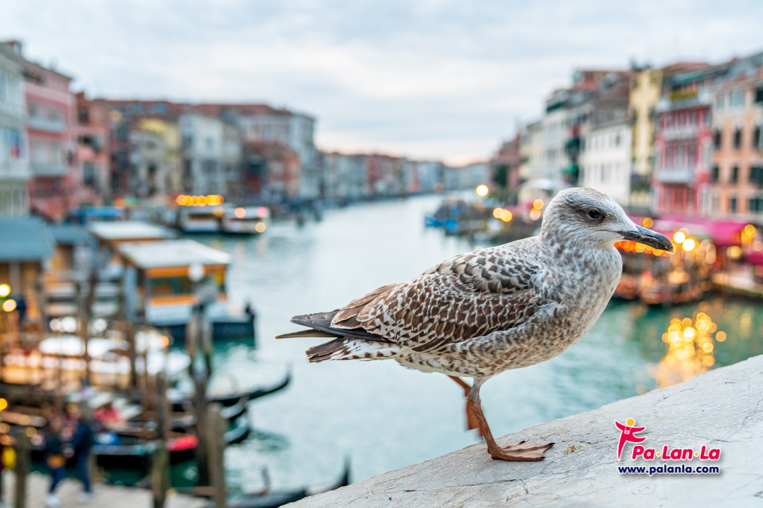 สะพานริอัลโต เมืองเวนิส ประเทศอิตาลี
