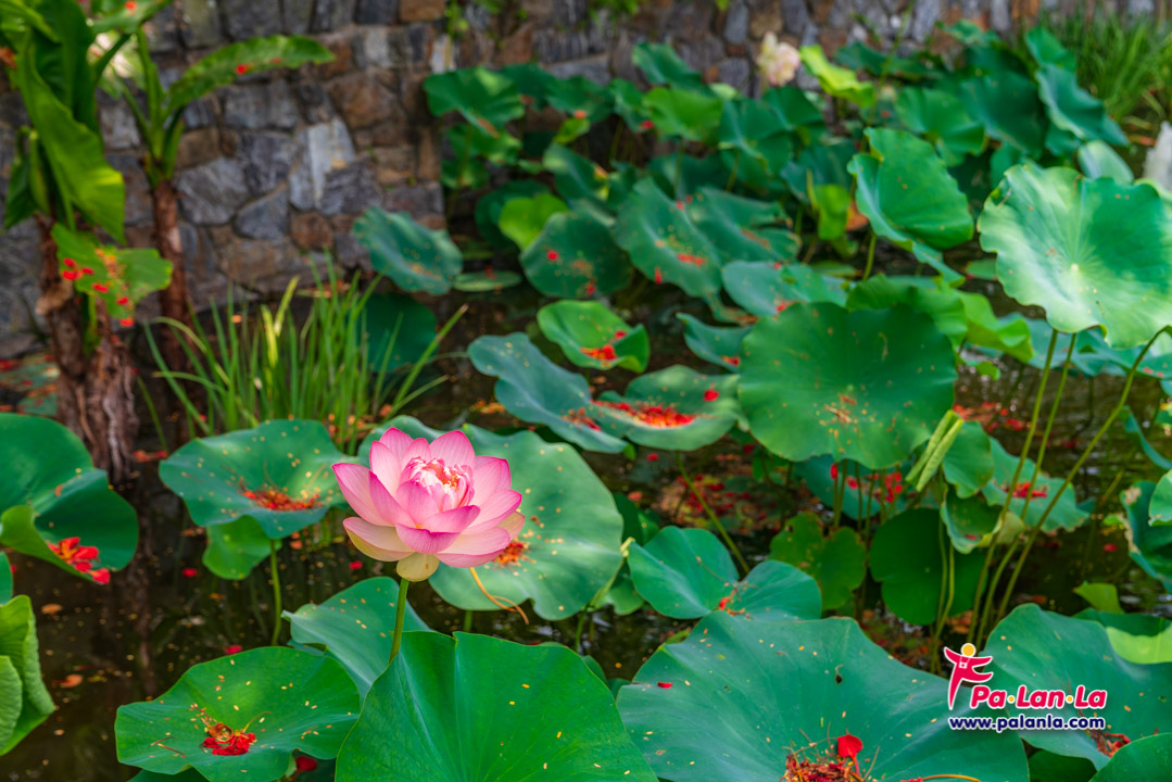 Roma Street Parkland, Brisbane, Australia