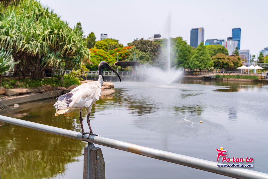 Roma Street Parkland, Brisbane, Australia