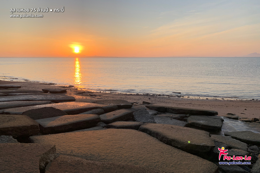 75 Million Year Old Shell Cemetery