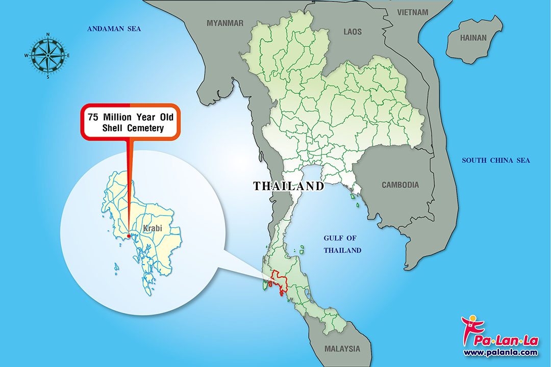 75 Million Year Old Shell Cemetery