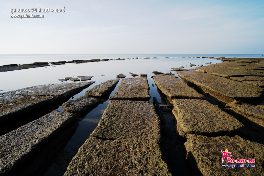 75 Million Year Old Shell Cemetery