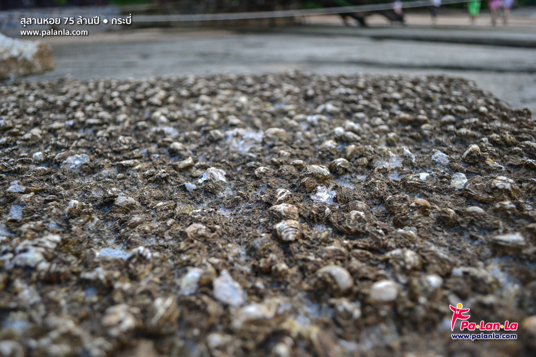 75 Million Year Old Shell Cemetery