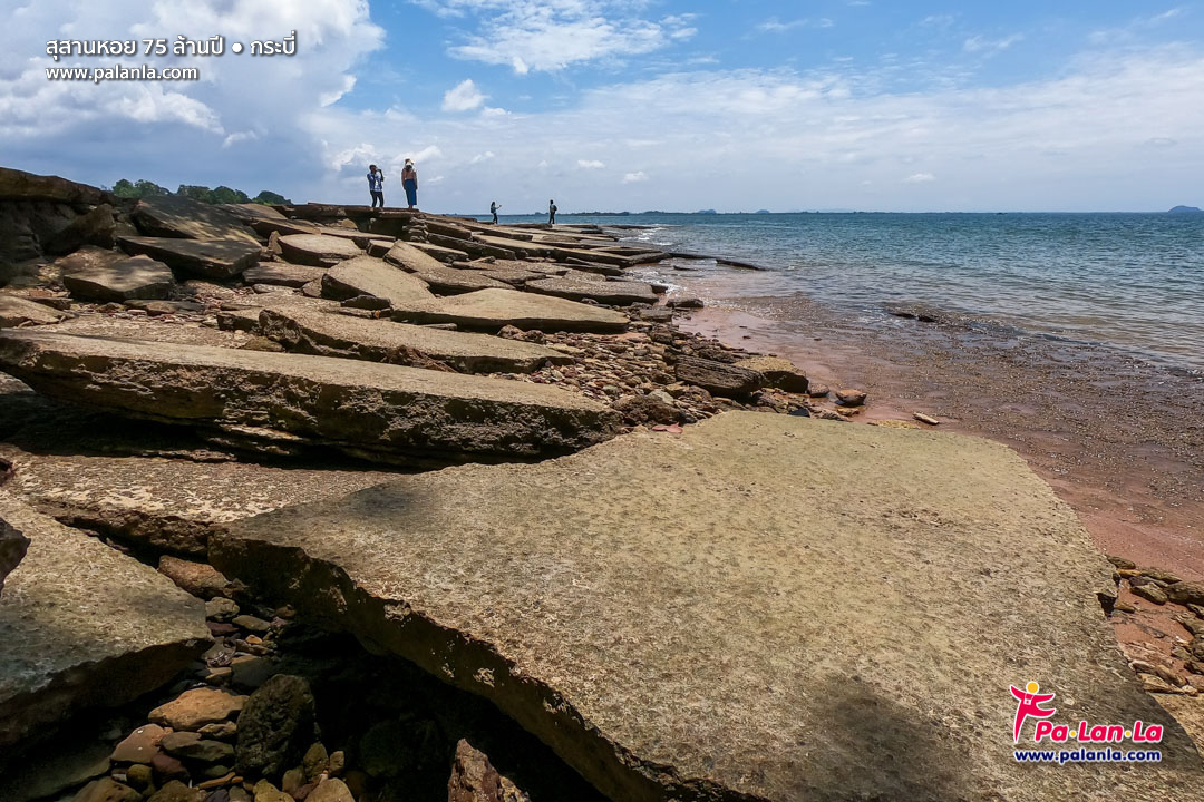 75 Million Year Old Shell Cemetery