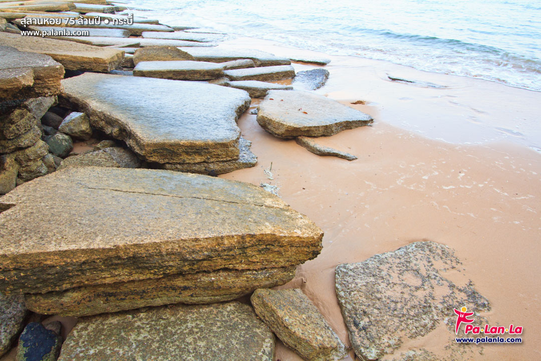 75 Million Year Old Shell Cemetery