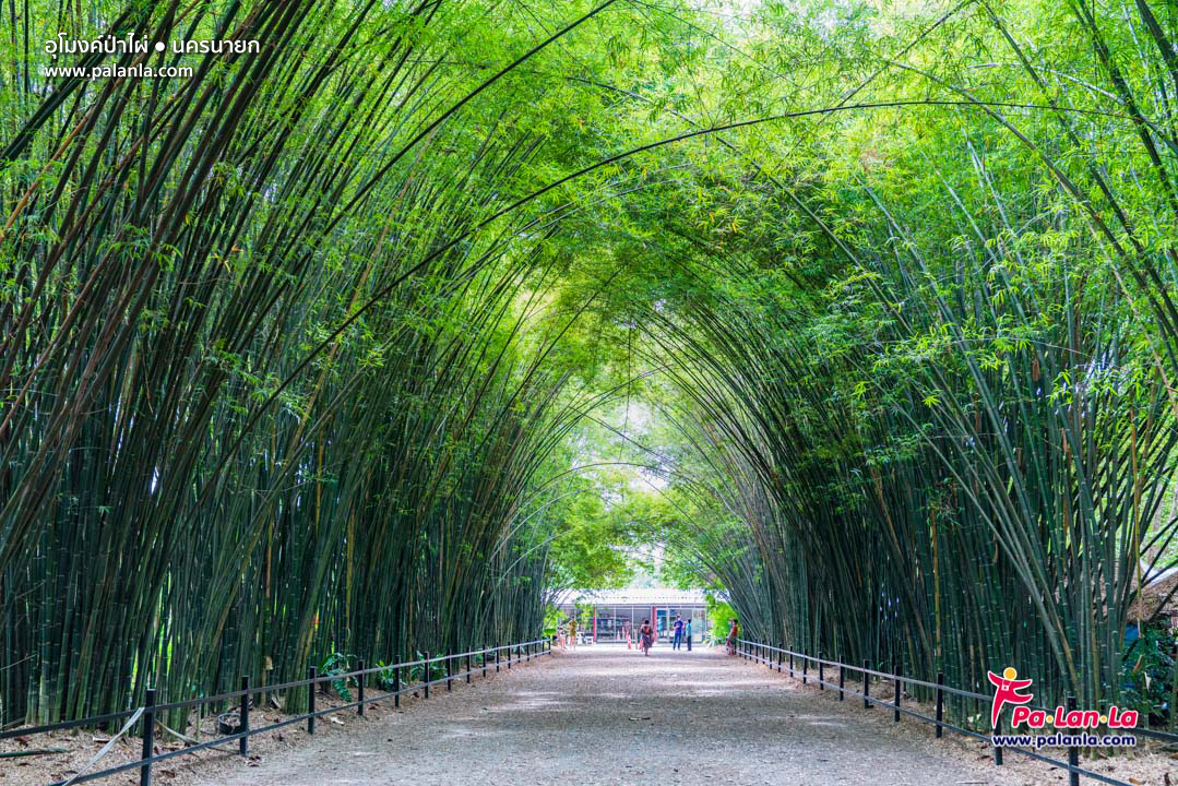 Bamboo Tree Tunnel