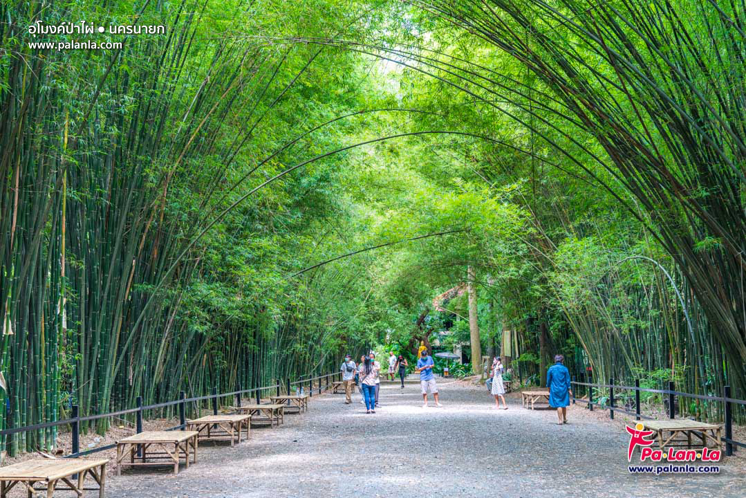Bamboo Tree Tunnel