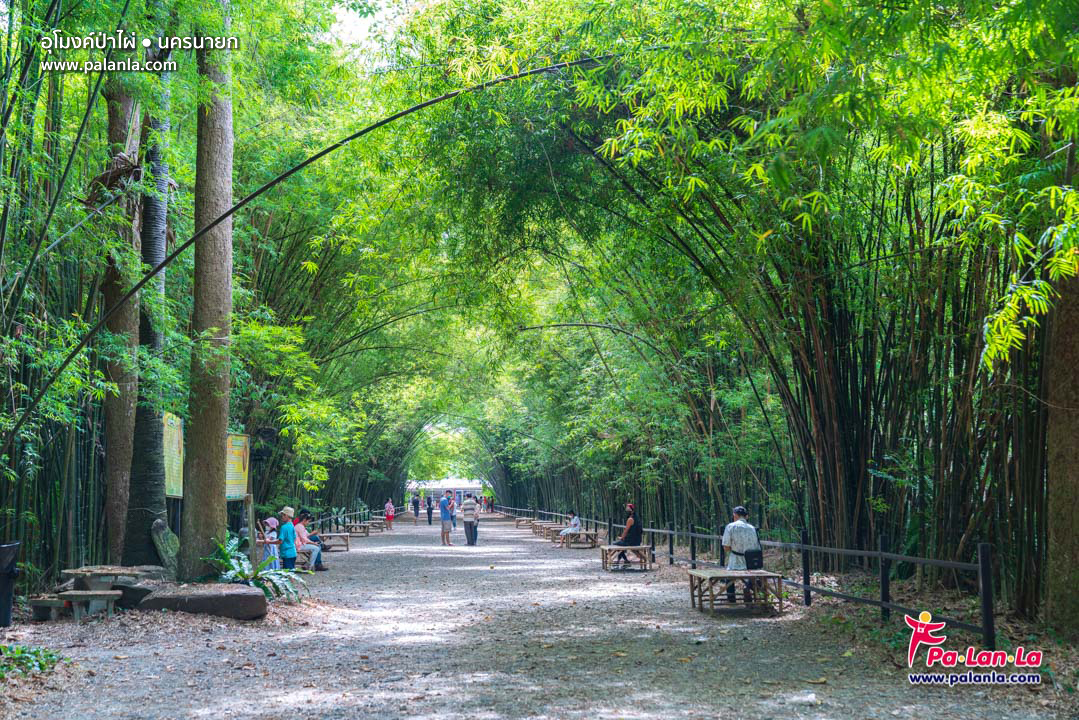 Bamboo Tree Tunnel