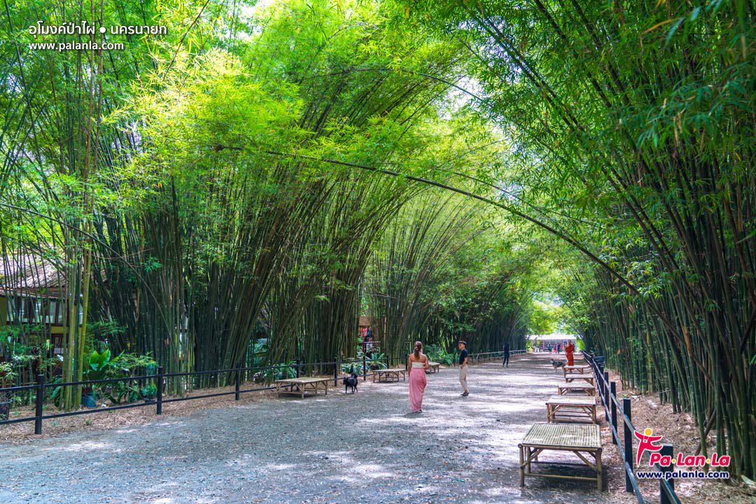 Bamboo Tree Tunnel