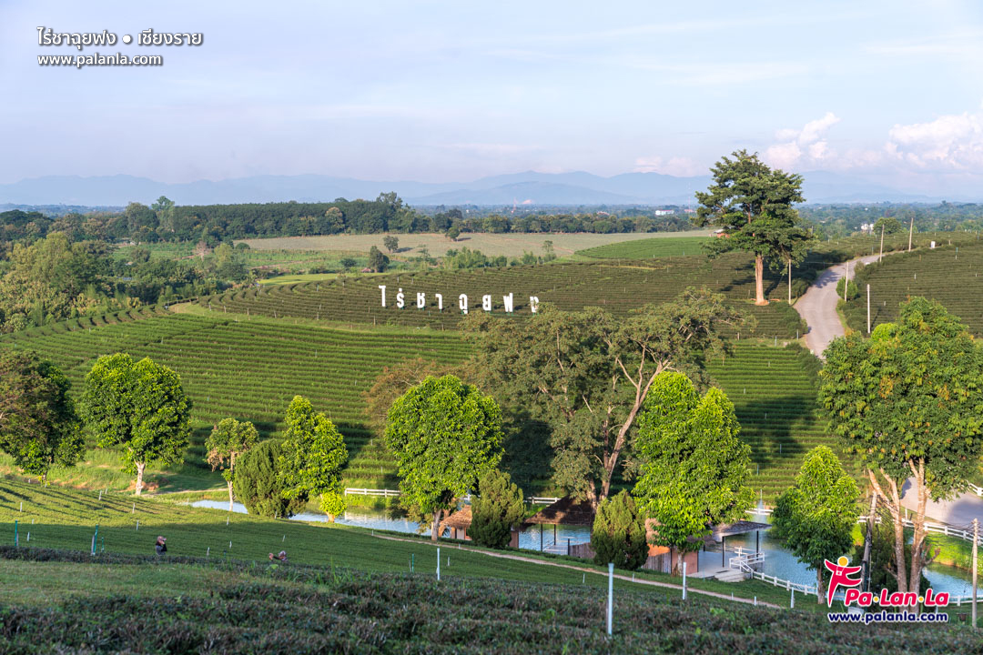 Choui Fong Tea Plantation
