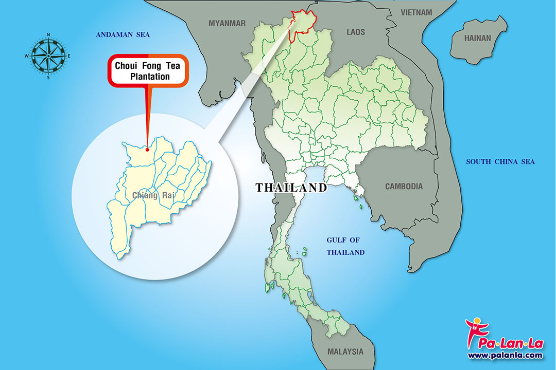 Choui Fong Tea Plantation