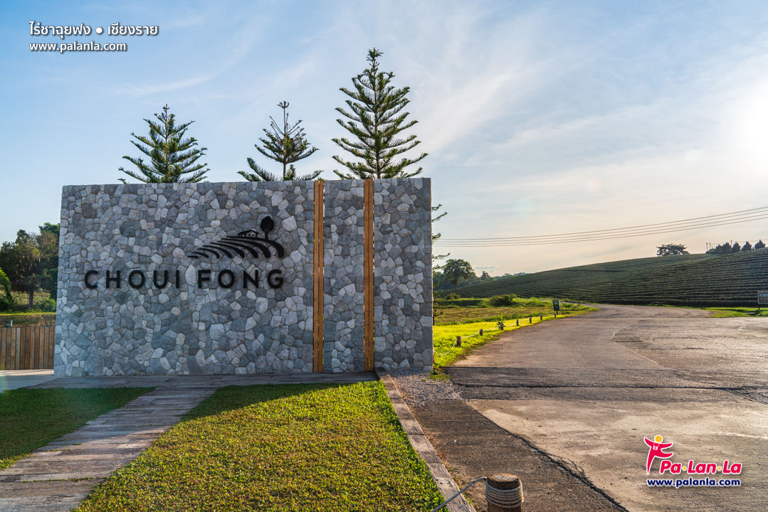 Choui Fong Tea Plantation