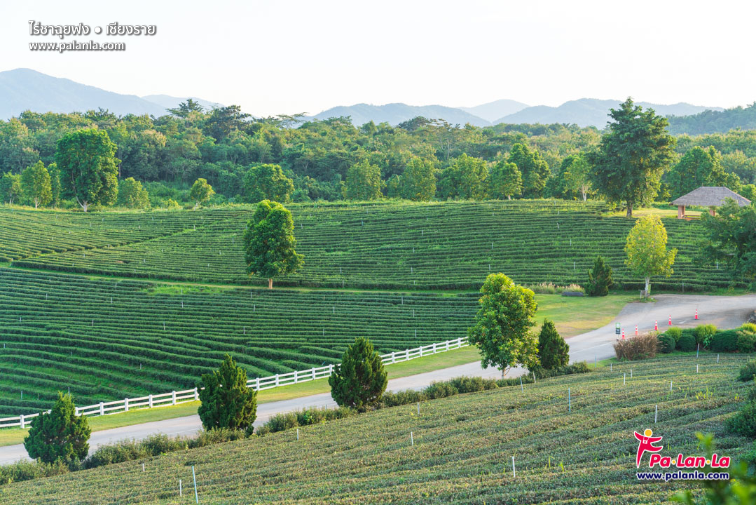 Choui Fong Tea Plantation