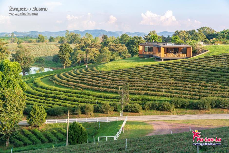 Choui Fong Tea Plantation