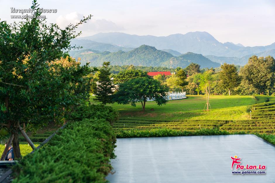 Choui Fong Tea Plantation