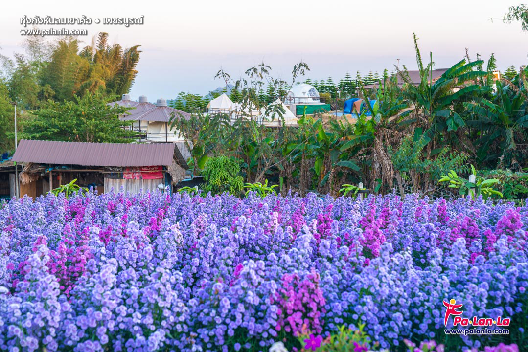 Khao Kho Windmill Field