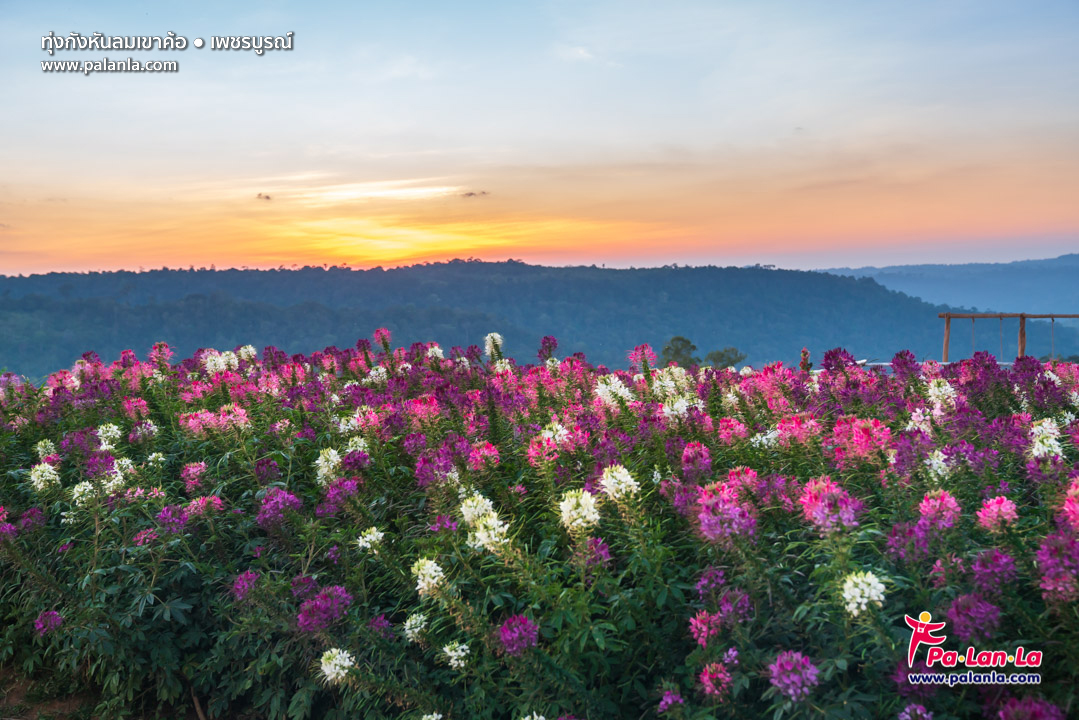 Khao Kho Windmill Field