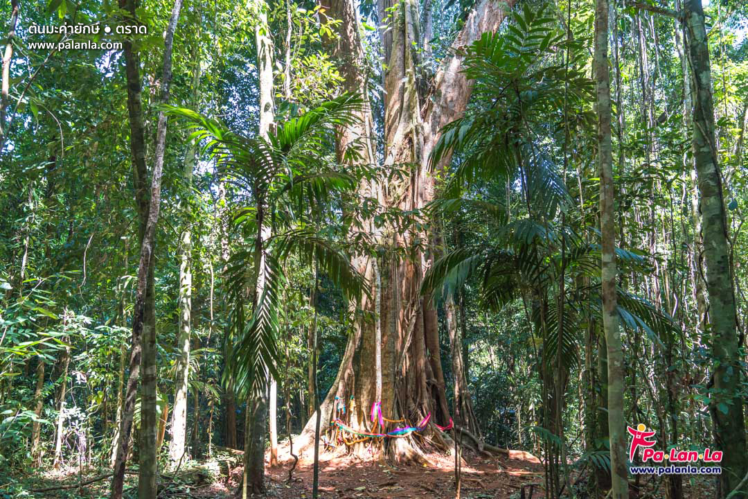 Makayuk - The Old Tree