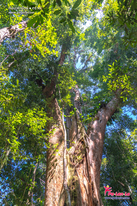 Makayuk - The Old Tree