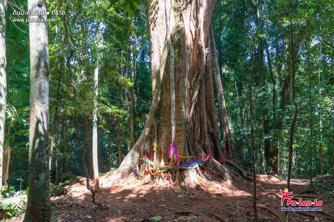 Makayuk - The Old Tree