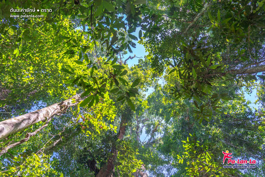 Makayuk - The Old Tree