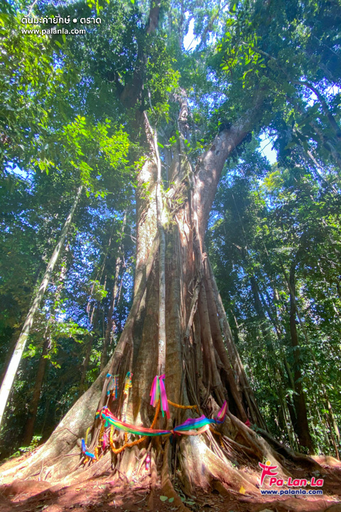 Makayuk - The Old Tree