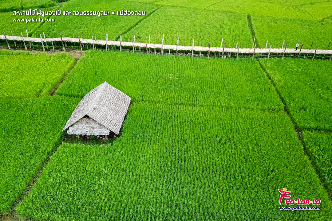 Su Tong Pae Bamboo Bridge & Suan Tham Phu Sama