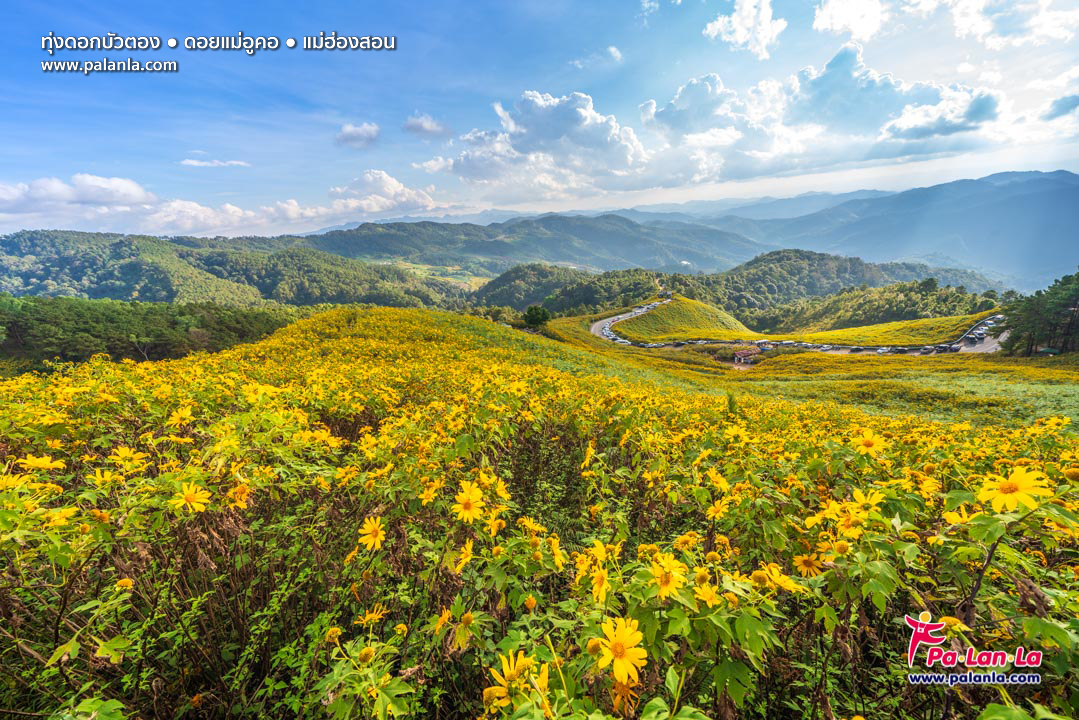Thung Bua Tong Fields at Doi Mae U Kho