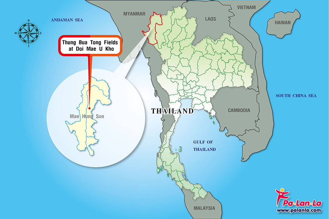 Thung Bua Tong Fields at Doi Mae U Kho