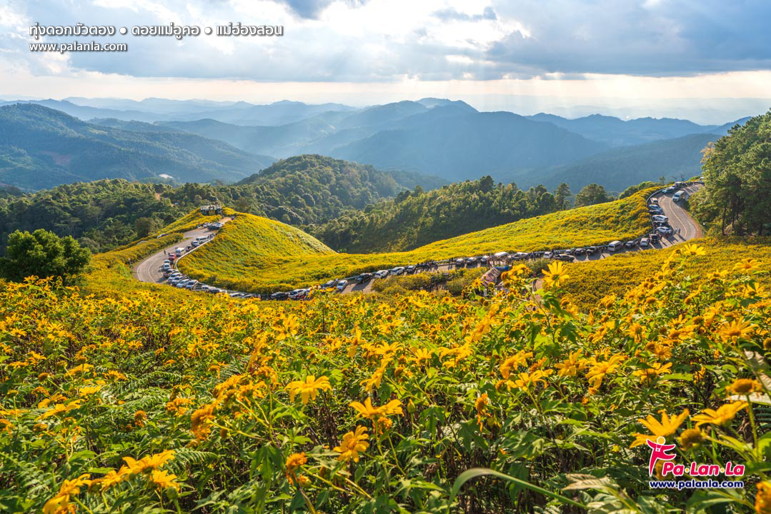 Thung Bua Tong Fields at Doi Mae U Kho