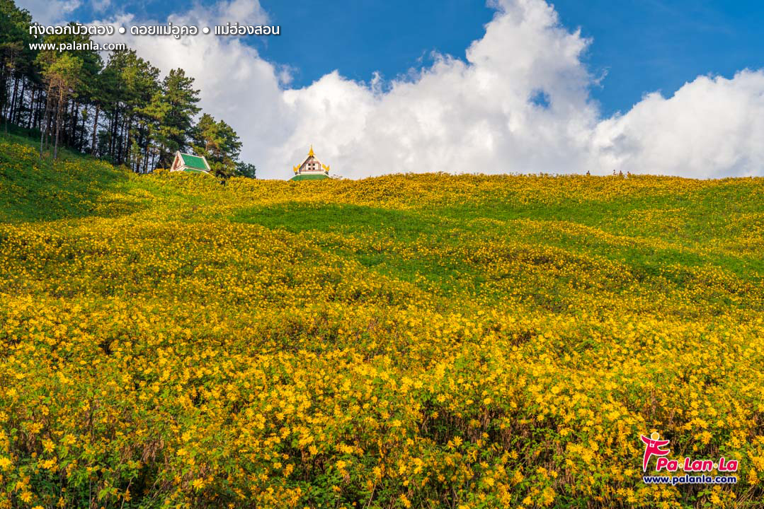 Thung Bua Tong Fields at Doi Mae U Kho