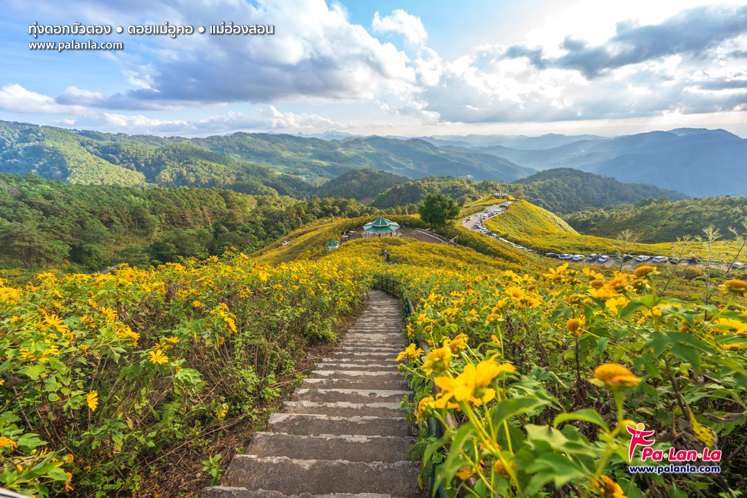 Thung Bua Tong Fields at Doi Mae U Kho