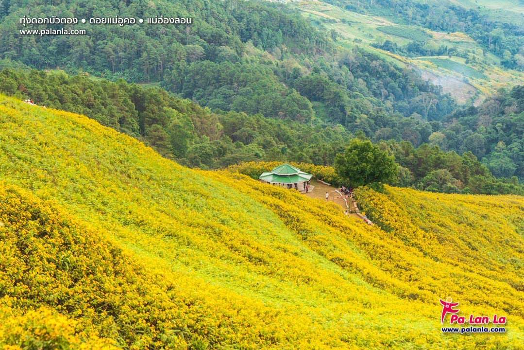 Thung Bua Tong Fields at Doi Mae U Kho