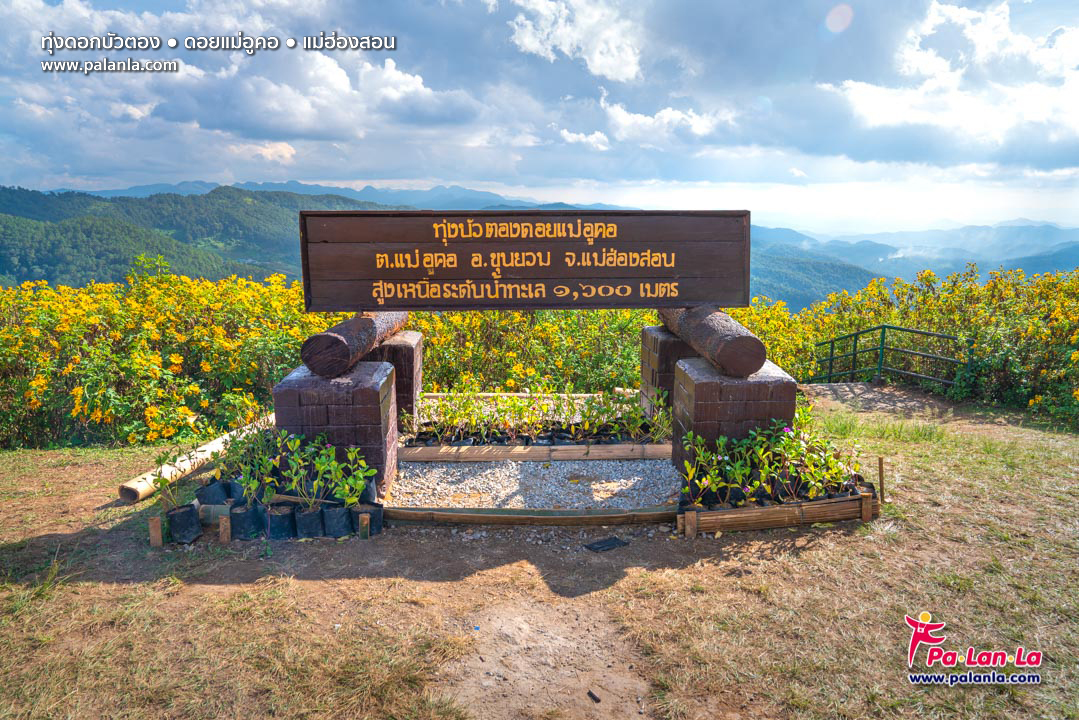 Thung Bua Tong Fields at Doi Mae U Kho
